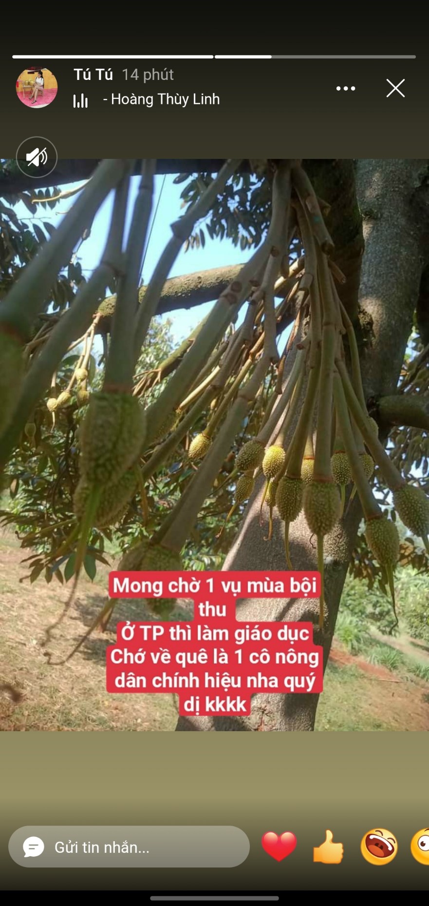 Mong chờ một mùa bội thu (sầu riêng)