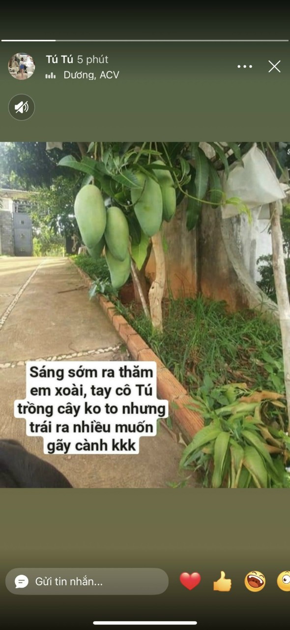 Sáng sớm ra thăm em xoài tay cô Tú trồng